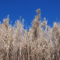 vegetazione colline canneto